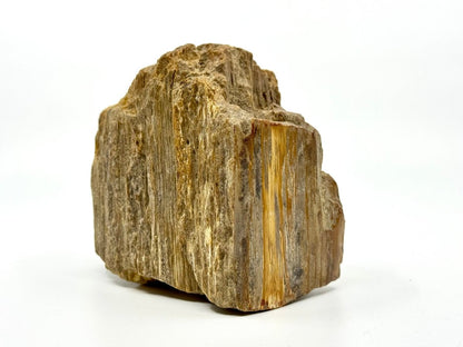 Dipterocarpus species ornament, Petrified wood (5.12") from Indonesia - FossilsAndMore