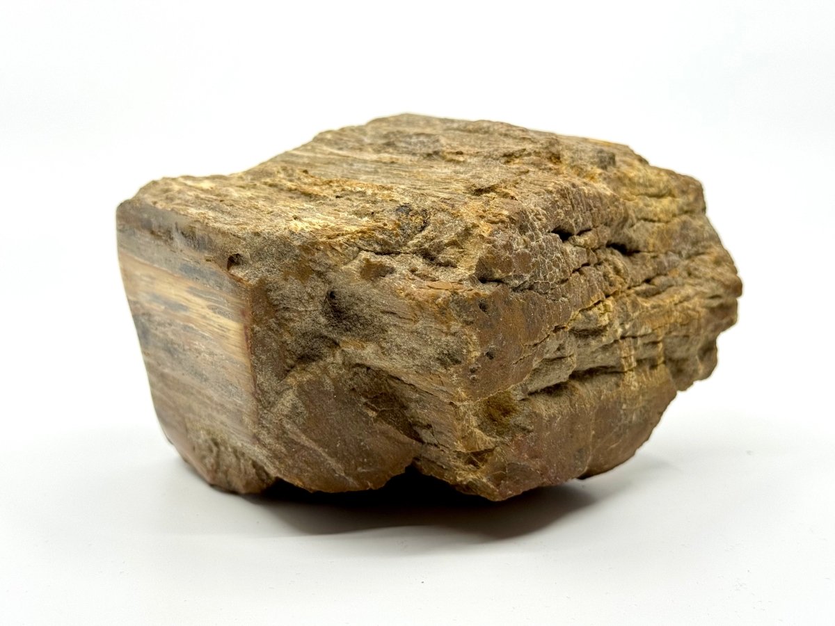 Dipterocarpus species ornament, Petrified wood (5.12") from Indonesia - FossilsAndMore