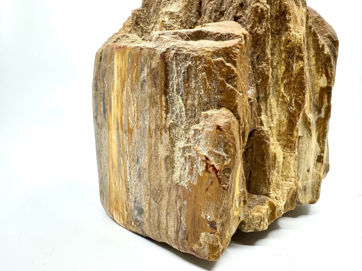 Dipterocarpus species ornament, Petrified wood (5.12") from Indonesia - FossilsAndMore