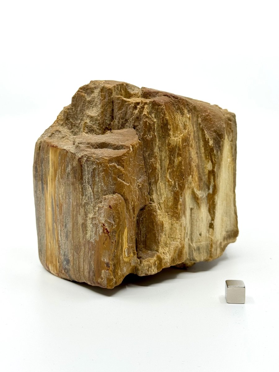 Dipterocarpus species ornament, Petrified wood (5.12") from Indonesia - FossilsAndMore