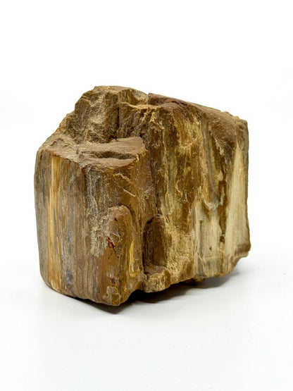 Dipterocarpus species ornament, Petrified wood (5.12") from Indonesia - FossilsAndMore