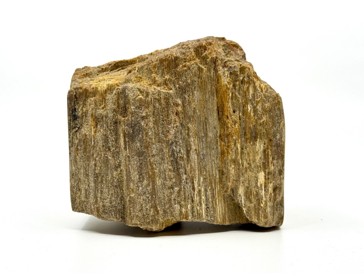 Dipterocarpus species ornament, Petrified wood (5.12") from Indonesia - FossilsAndMore