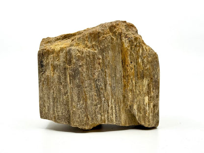 Dipterocarpus species ornament, Petrified wood (5.12") from Indonesia - FossilsAndMore