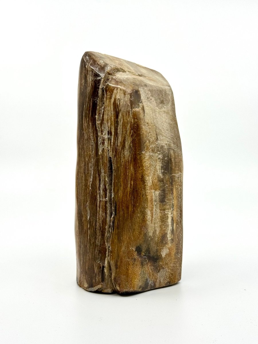 Dipterocarpus species ornament, Petrified wood (6.69") from Indonesia - FossilsAndMore