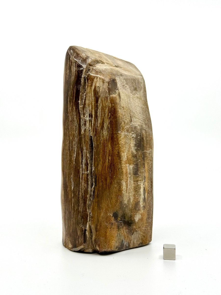 Dipterocarpus species ornament, Petrified wood (6.69") from Indonesia - FossilsAndMore