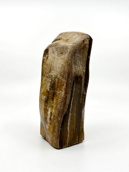 Dipterocarpus species ornament, Petrified wood (6.69") from Indonesia - FossilsAndMore
