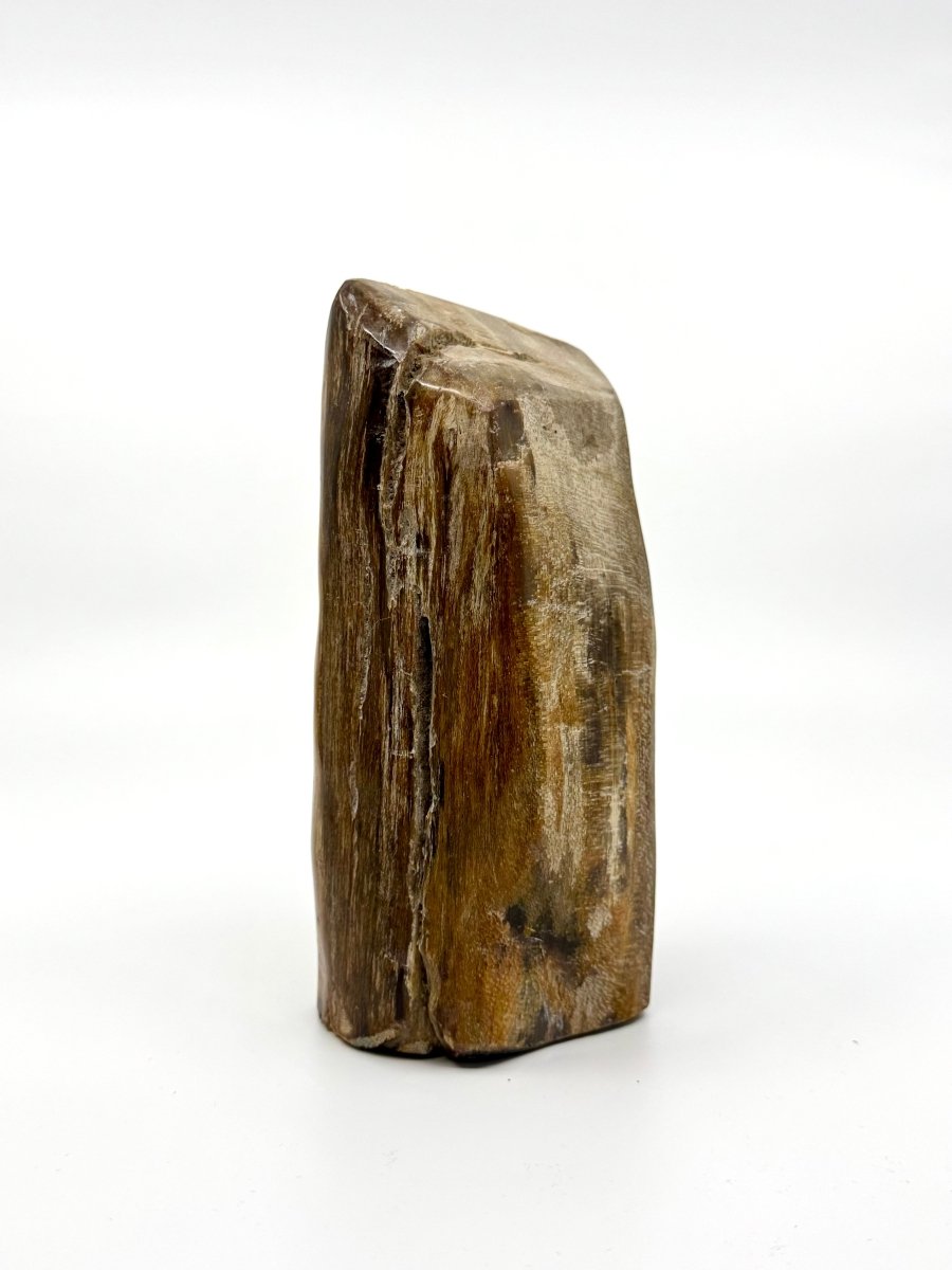 Dipterocarpus species ornament, Petrified wood (6.69") from Indonesia - FossilsAndMore