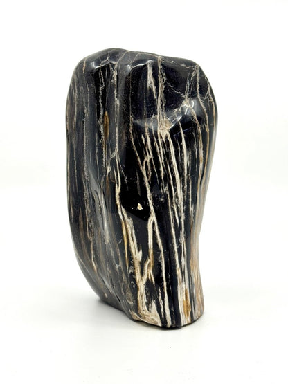 Dipterocarpus species ornament, Petrified wood (6.88") from Indonesia - FossilsAndMore