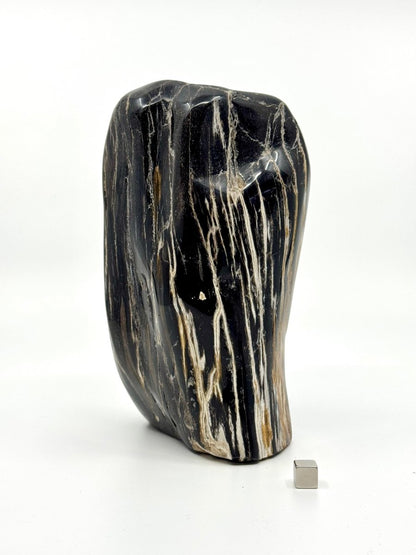 Dipterocarpus species ornament, Petrified wood (6.88") from Indonesia - FossilsAndMore