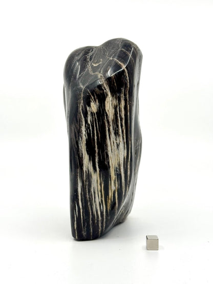 Dipterocarpus species ornament, Petrified wood (6.88") from Indonesia - FossilsAndMore