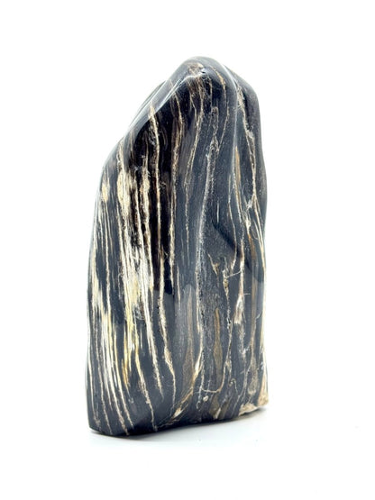 Dipterocarpus species ornament, Petrified wood (6.88") from Indonesia - FossilsAndMore