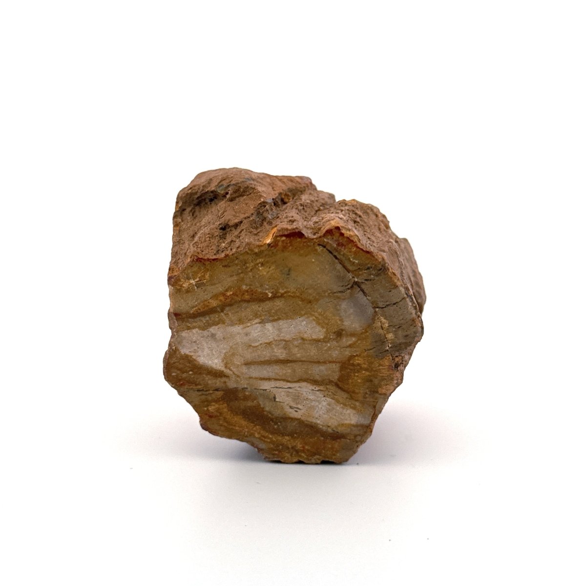 Dipterocarpus species, Petrified wood (2.10") from Indonesia - FossilsAndMore