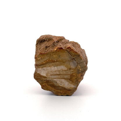 Dipterocarpus species, Petrified wood (2.10") from Indonesia - FossilsAndMore