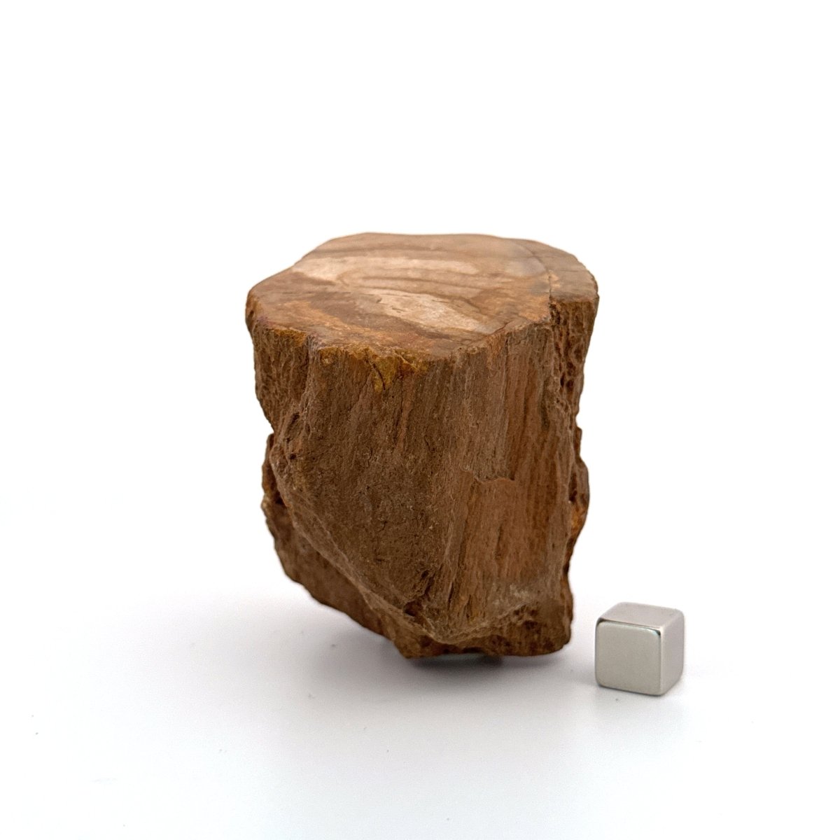 Dipterocarpus species, Petrified wood (2.10") from Indonesia - FossilsAndMore