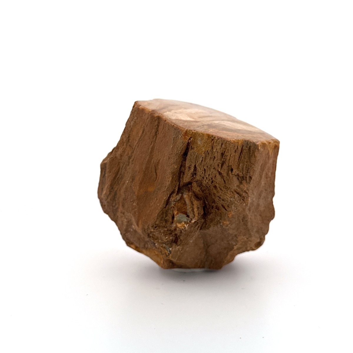 Dipterocarpus species, Petrified wood (2.10") from Indonesia - FossilsAndMore