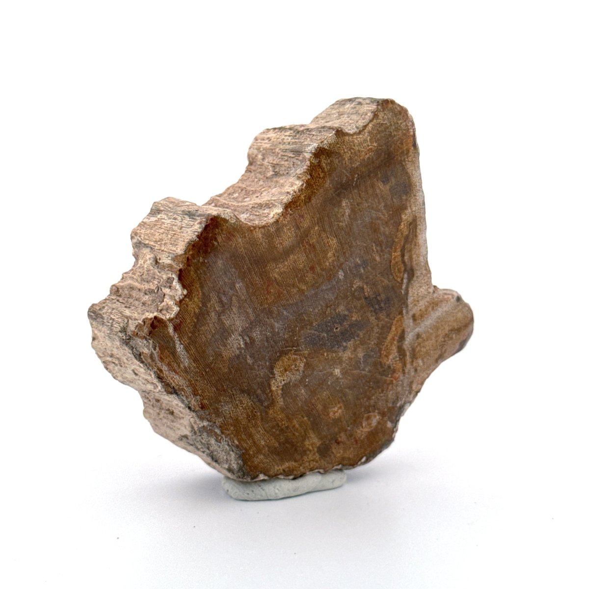 Dipterocarpus species, Petrified wood (2.69") from Indonesia - FossilsAndMore