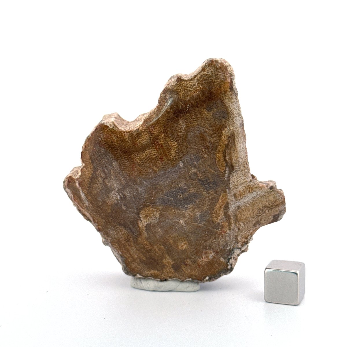 Dipterocarpus species, Petrified wood (2.69") from Indonesia - FossilsAndMore