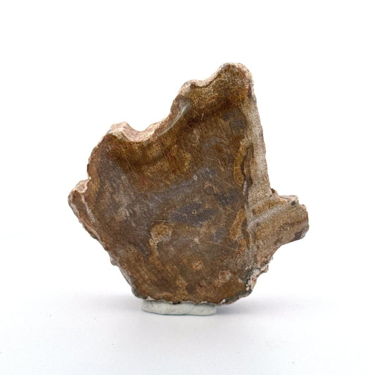 Dipterocarpus species, Petrified wood (2.69") from Indonesia - FossilsAndMore