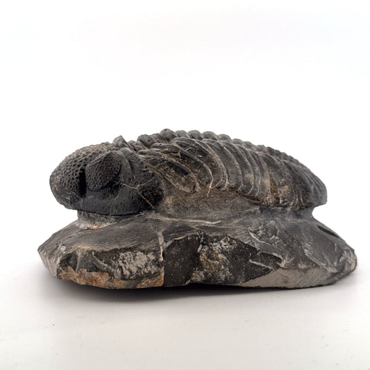 Drotops megalomanicus Trilobite Fossil from Morocco | 3.96" - FossilsAndMore