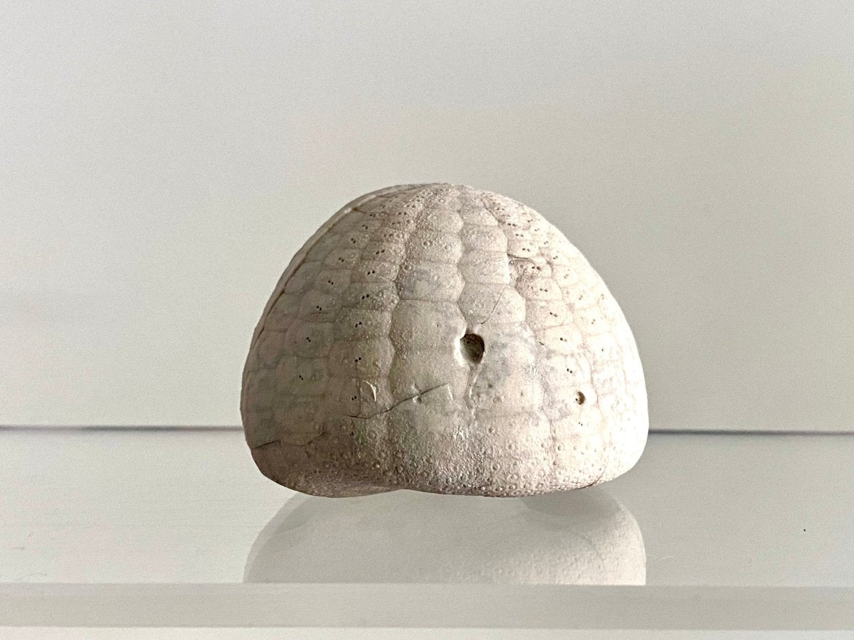 Echinocorys sulcatus Fossil Sea Urchin (1.85") – Paleocene Period, Denmark - FossilsAndMore