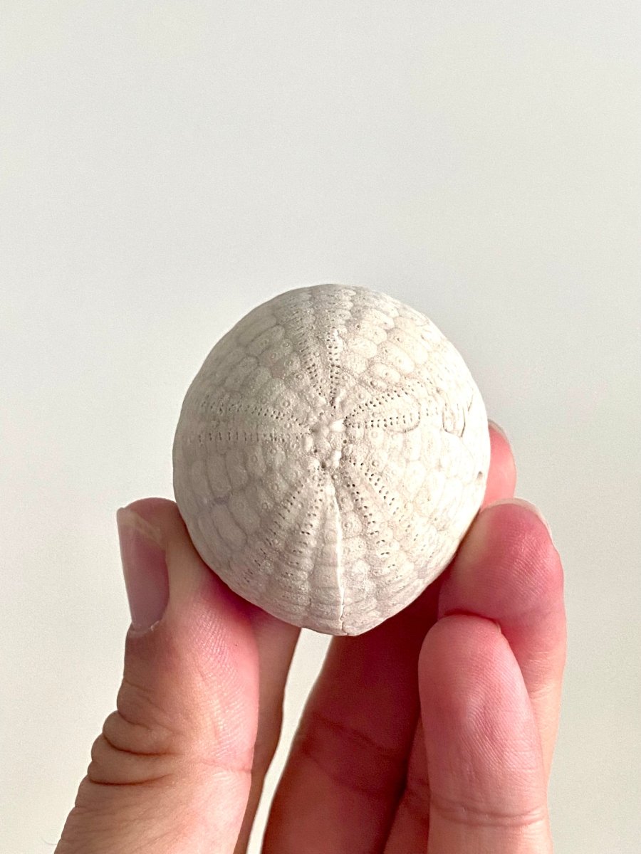 Echinocorys sulcatus Fossil Sea Urchin (1.85") – Paleocene Period, Denmark - FossilsAndMore