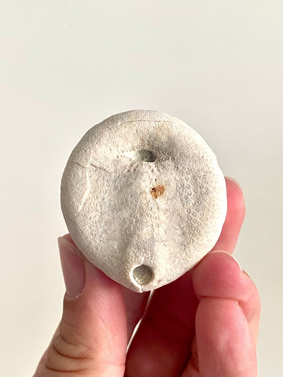 Echinocorys sulcatus Fossil Sea Urchin (1.85") – Paleocene Period, Denmark - FossilsAndMore