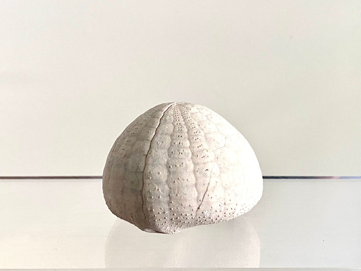 Echinocorys sulcatus Fossil Sea Urchin (2.05") – Paleocene Period, Denmark - FossilsAndMore