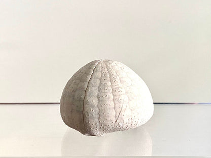 Echinocorys sulcatus Fossil Sea Urchin (2.05") – Paleocene Period, Denmark - FossilsAndMore