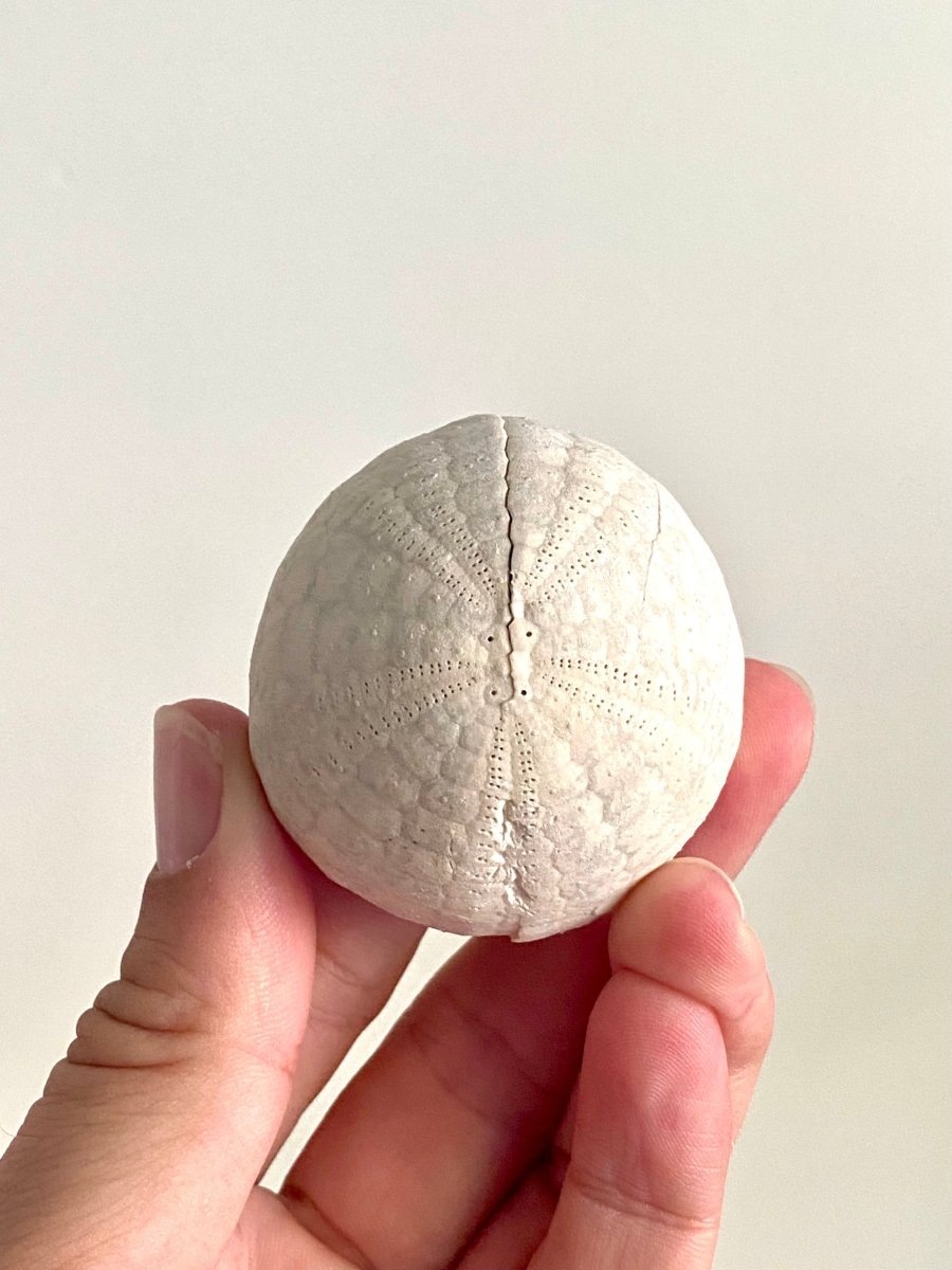 Echinocorys sulcatus Fossil Sea Urchin (2.05") – Paleocene Period, Denmark - FossilsAndMore