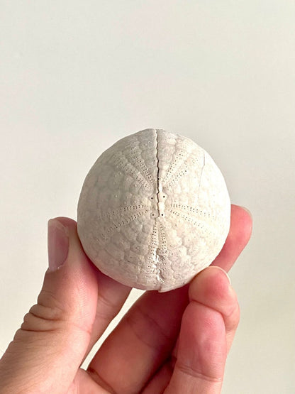 Echinocorys sulcatus Fossil Sea Urchin (2.05") – Paleocene Period, Denmark - FossilsAndMore