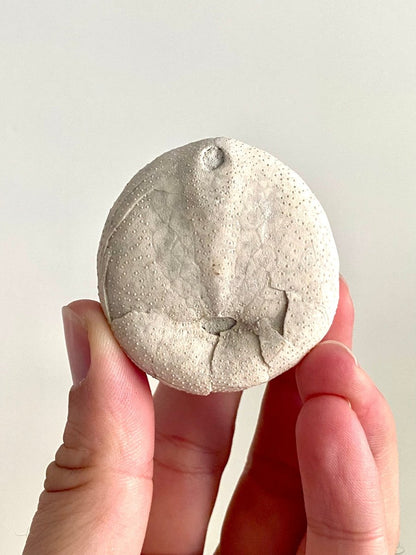 Echinocorys sulcatus Fossil Sea Urchin (2.05") – Paleocene Period, Denmark - FossilsAndMore