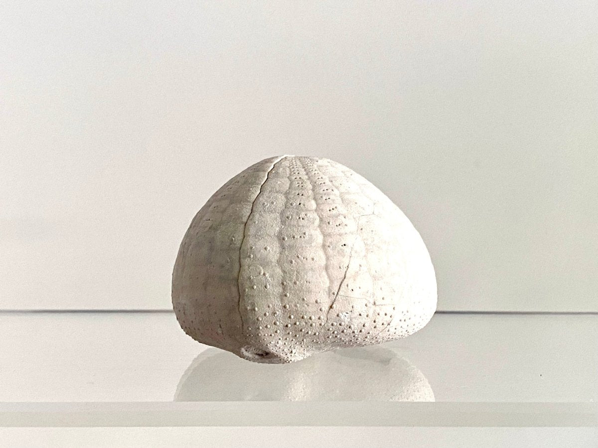 Echinocorys sulcatus Fossil Sea Urchin (2.05") – Paleocene Period, Denmark - FossilsAndMore