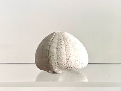 Echinocorys sulcatus Fossil Sea Urchin (2.05") – Paleocene Period, Denmark - FossilsAndMore