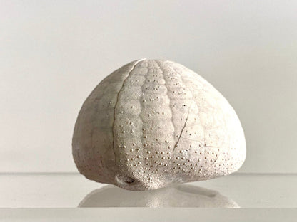 Echinocorys sulcatus Fossil Sea Urchin (2.05") – Paleocene Period, Denmark - FossilsAndMore