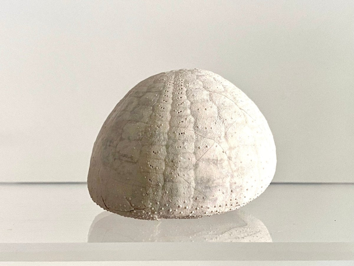 Echinocorys sulcatus Fossil Sea Urchin (2.05") – Paleocene Period, Denmark - FossilsAndMore