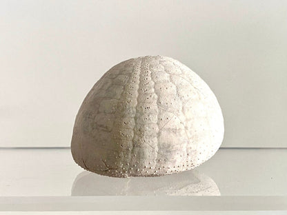 Echinocorys sulcatus Fossil Sea Urchin (2.05") – Paleocene Period, Denmark - FossilsAndMore