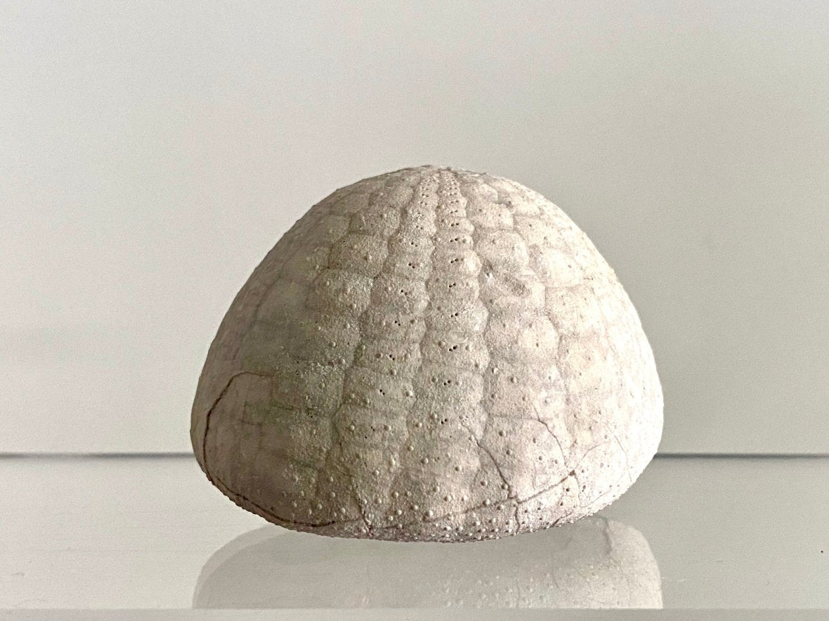 Echinocorys sulcatus Fossil Sea Urchin (2.11") – Paleocene Period, Denmark - FossilsAndMore