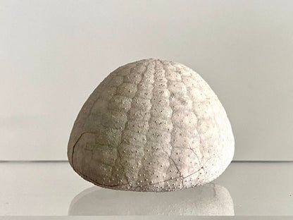 Echinocorys sulcatus Fossil Sea Urchin (2.11") – Paleocene Period, Denmark - FossilsAndMore