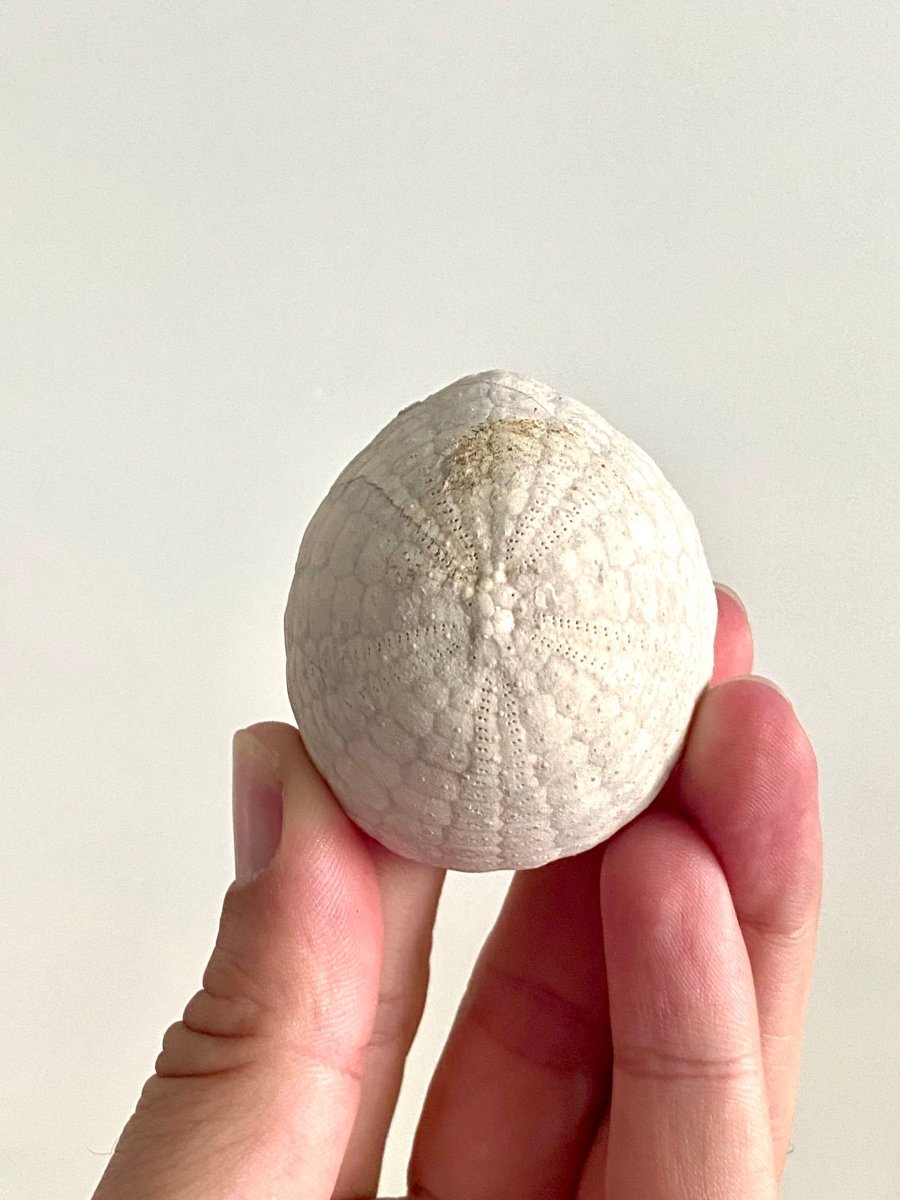 Echinocorys sulcatus Fossil Sea Urchin (2.11") – Paleocene Period, Denmark - FossilsAndMore