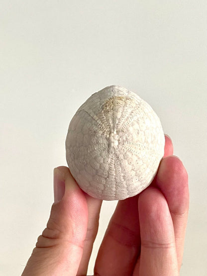 Echinocorys sulcatus Fossil Sea Urchin (2.11") – Paleocene Period, Denmark - FossilsAndMore