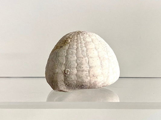 Echinocorys sulcatus Fossil Sea Urchin (2.11") – Paleocene Period, Denmark - FossilsAndMore