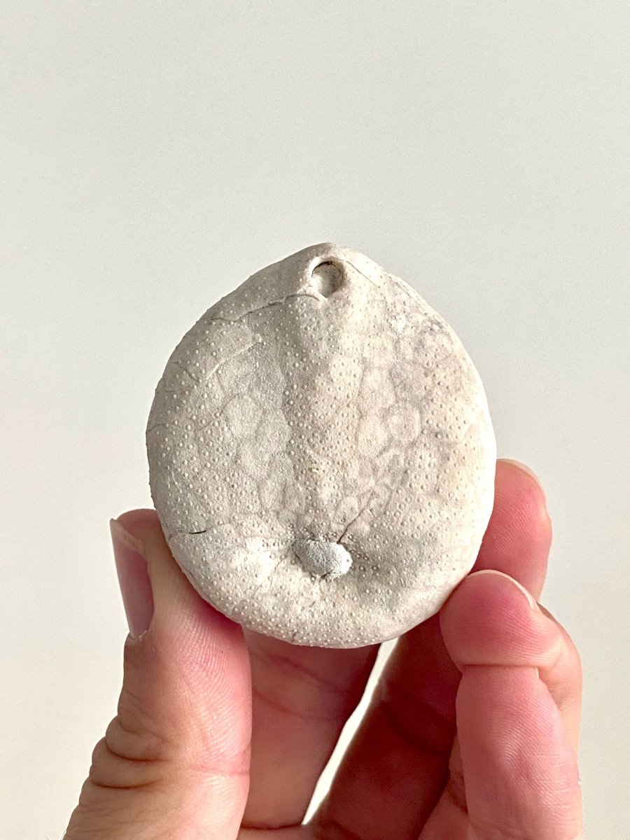 Echinocorys sulcatus Fossil Sea Urchin (2.11") – Paleocene Period, Denmark - FossilsAndMore