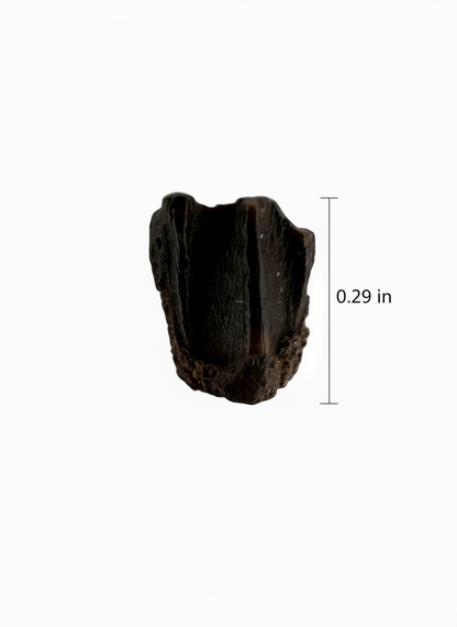 Edmontosaurus Fossil Tooth Fragment (0.29") - Cretaceous, Hell Creek Formation, USA - FossilsAndMore