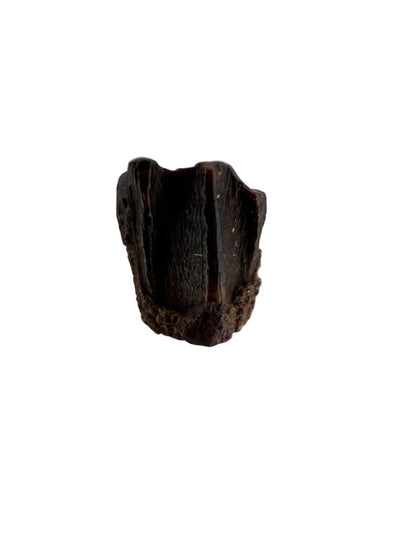 Edmontosaurus Fossil Tooth Fragment (0.29") - Cretaceous, Hell Creek Formation, USA - FossilsAndMore