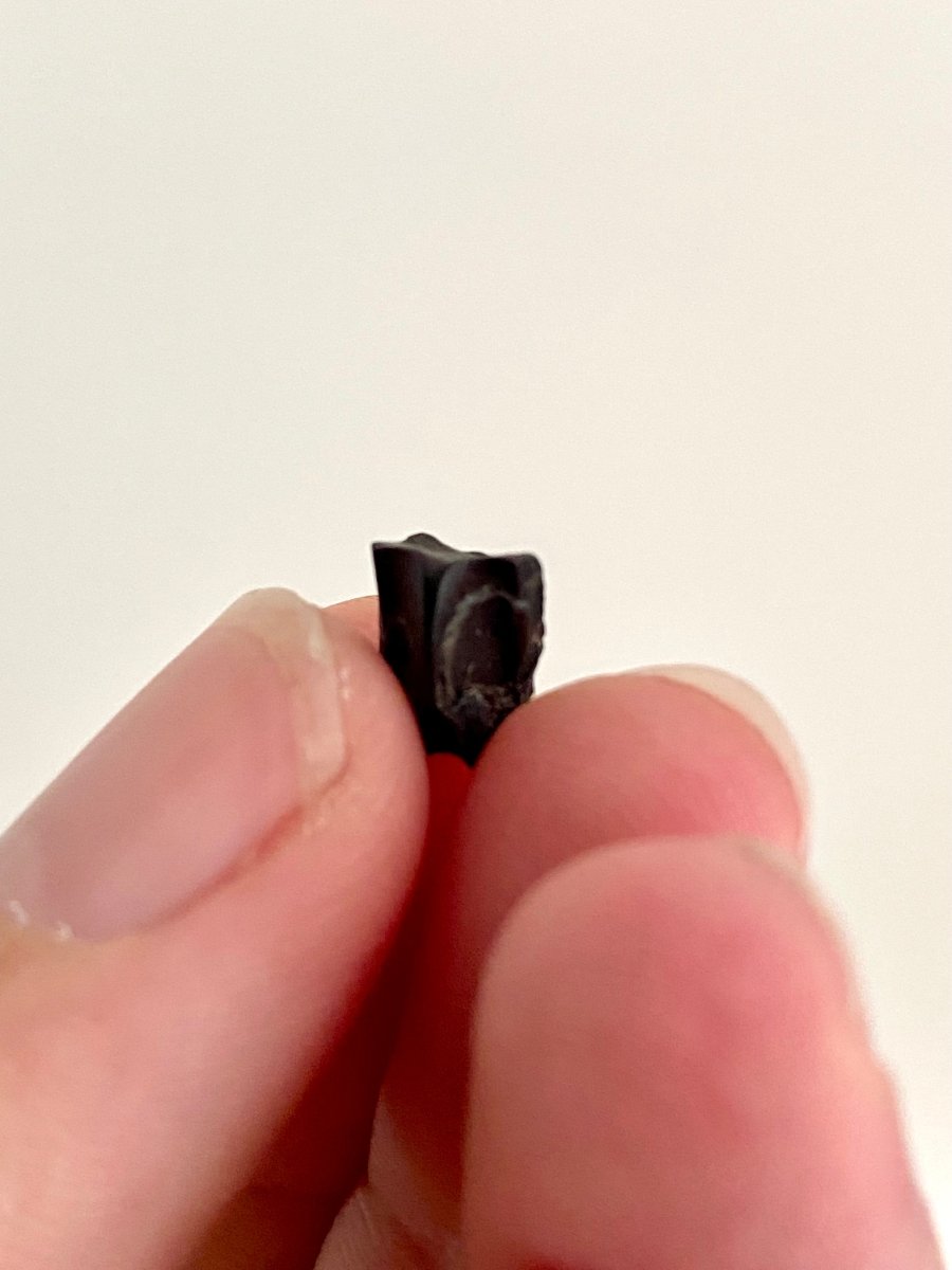 Edmontosaurus Fossil Tooth Fragment (0.34") - Cretaceous, Hell Creek Formation, USA - FossilsAndMore