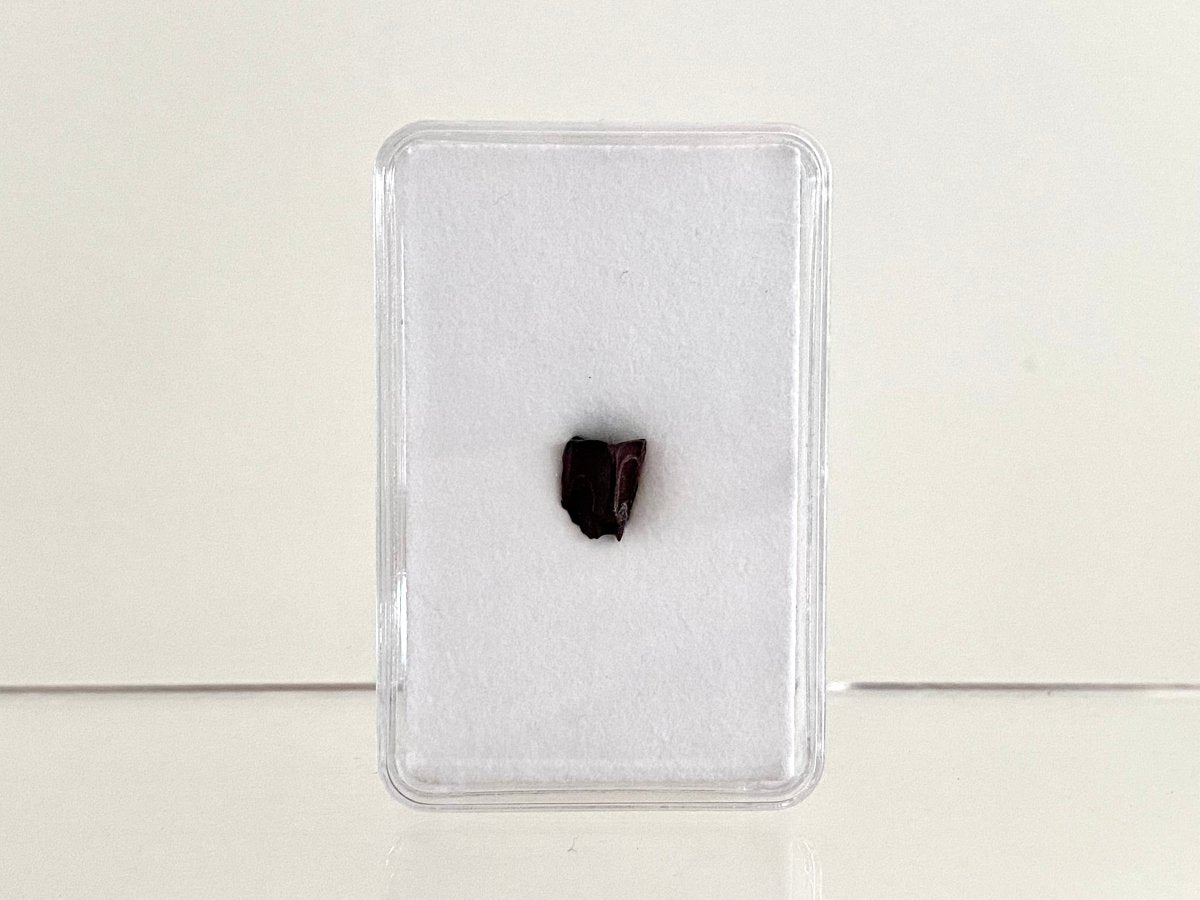 Edmontosaurus Fossil Tooth Fragment (0.34") - Cretaceous, Hell Creek Formation, USA - FossilsAndMore