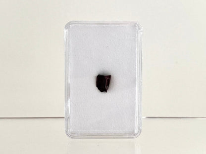 Edmontosaurus Fossil Tooth Fragment (0.34") - Cretaceous, Hell Creek Formation, USA - FossilsAndMore