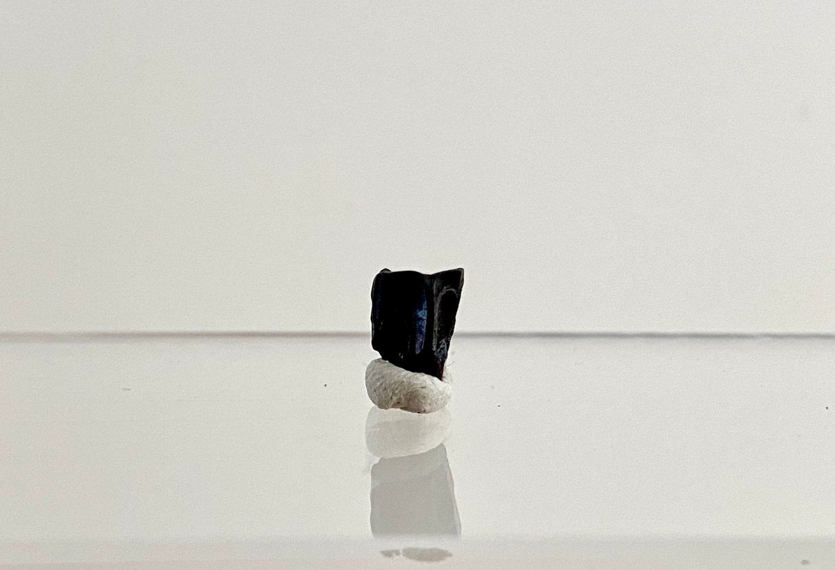 Edmontosaurus Fossil Tooth Fragment (0.34") - Cretaceous, Hell Creek Formation, USA - FossilsAndMore