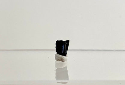 Edmontosaurus Fossil Tooth Fragment (0.34") - Cretaceous, Hell Creek Formation, USA - FossilsAndMore