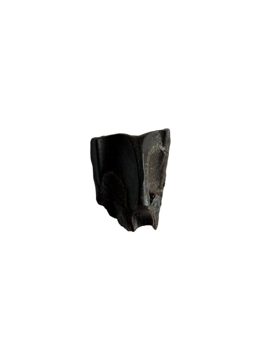 Edmontosaurus Fossil Tooth Fragment (0.34") - Cretaceous, Hell Creek Formation, USA - FossilsAndMore